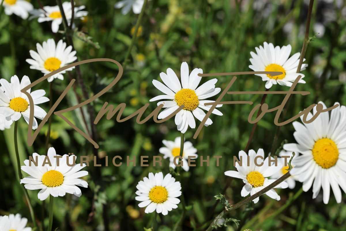 2P1A0112 Blume Margerite Graubünden 25