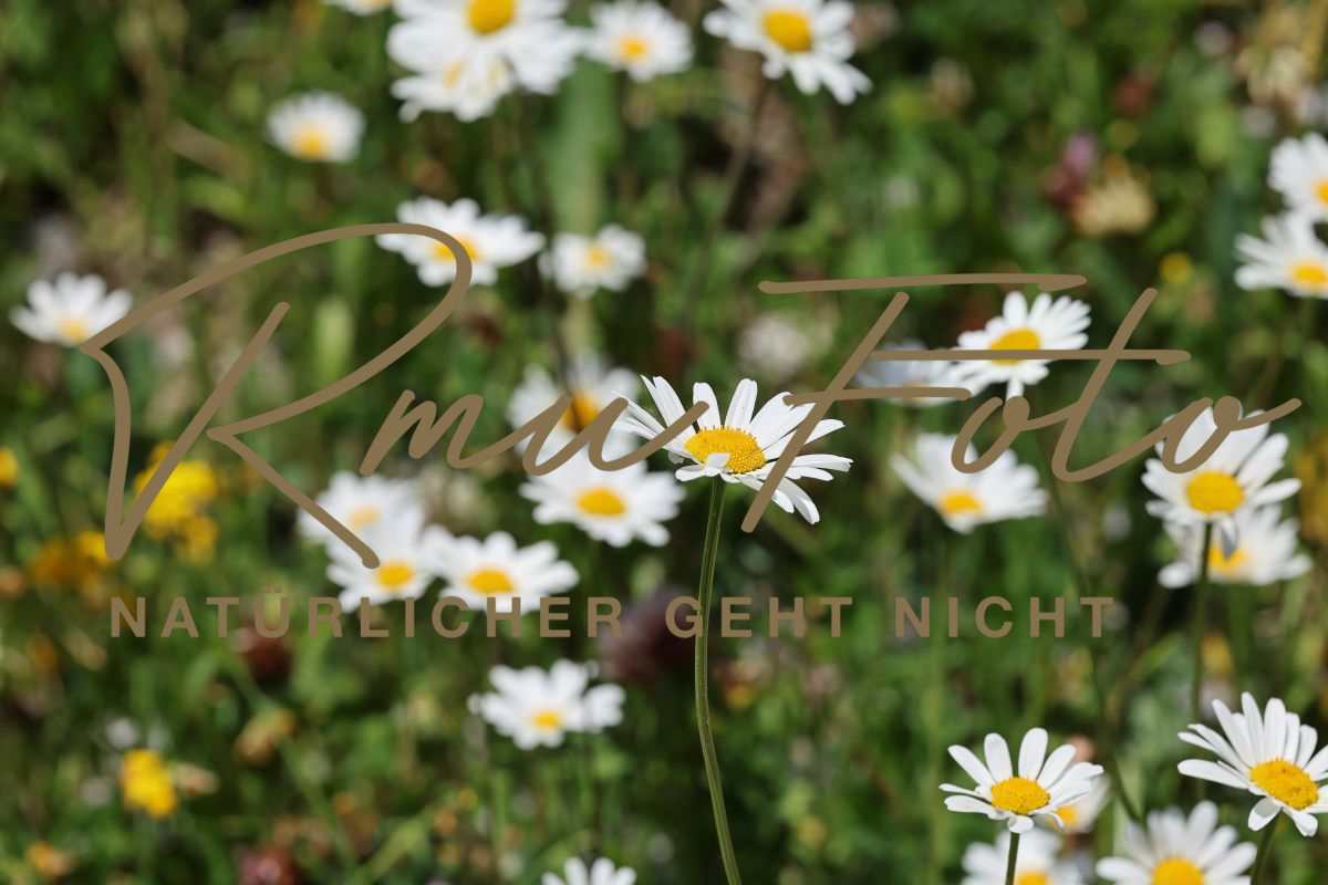 2P1A0118 Blume Margerite Graubünden 25