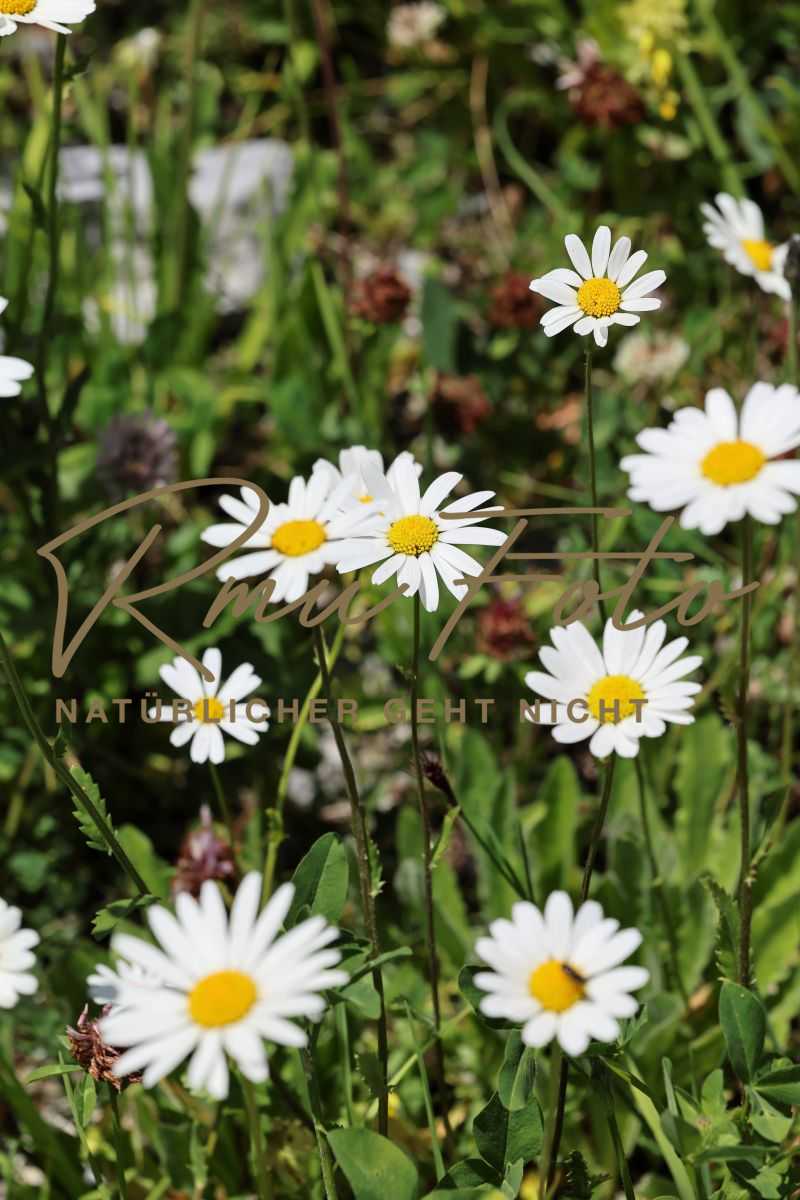 2P1A0124 Blume Margerite Graubünden 25