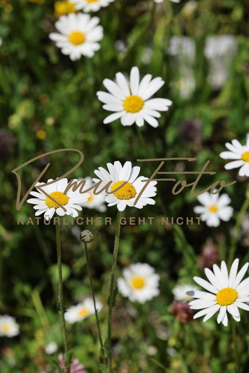 2P1A0126 Blume Margerite Graubünden 25