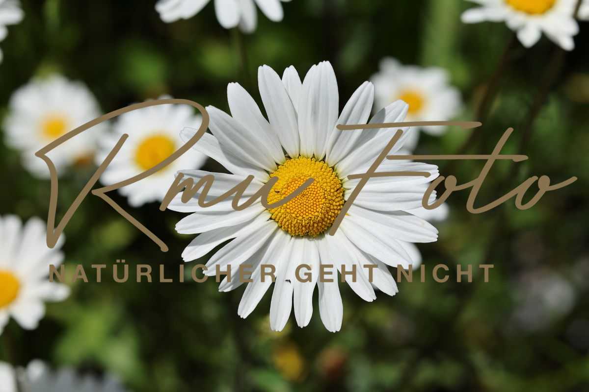 2P1A0137 Blume Margerite Graubünden 25