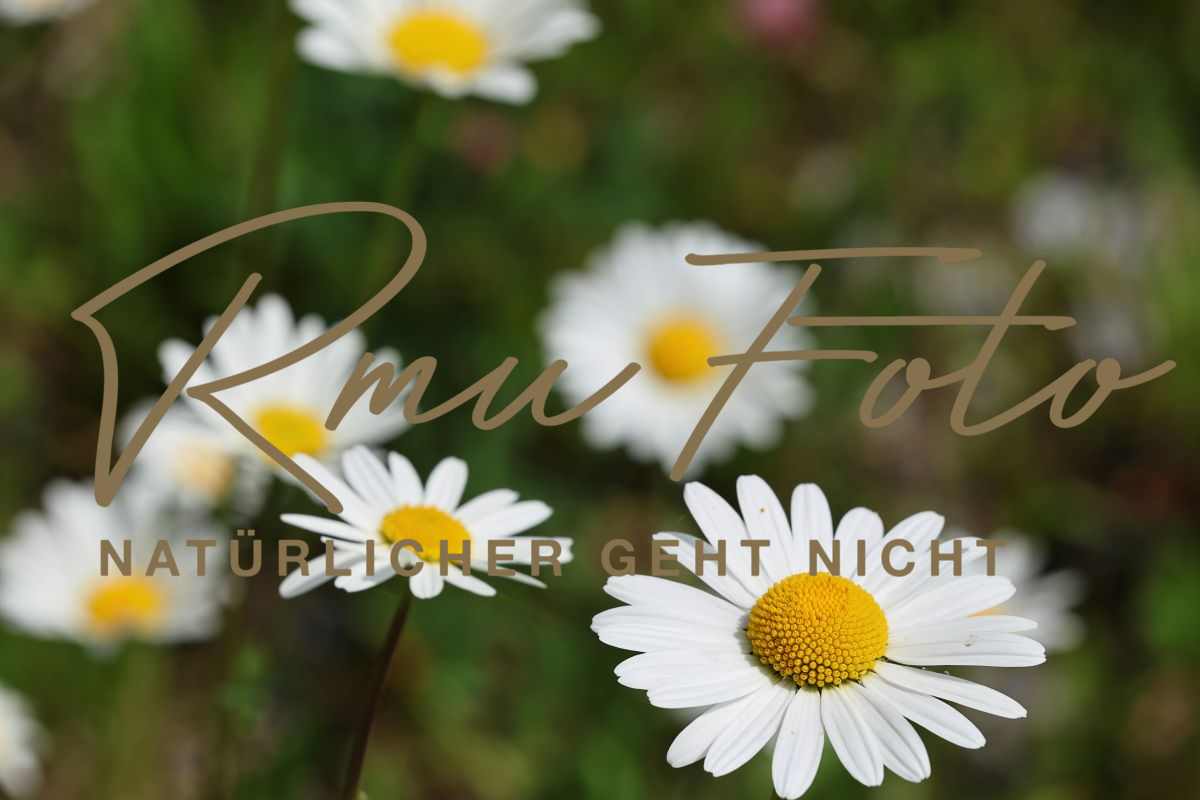 2P1A1612 Blume Margerite Graubünden 25