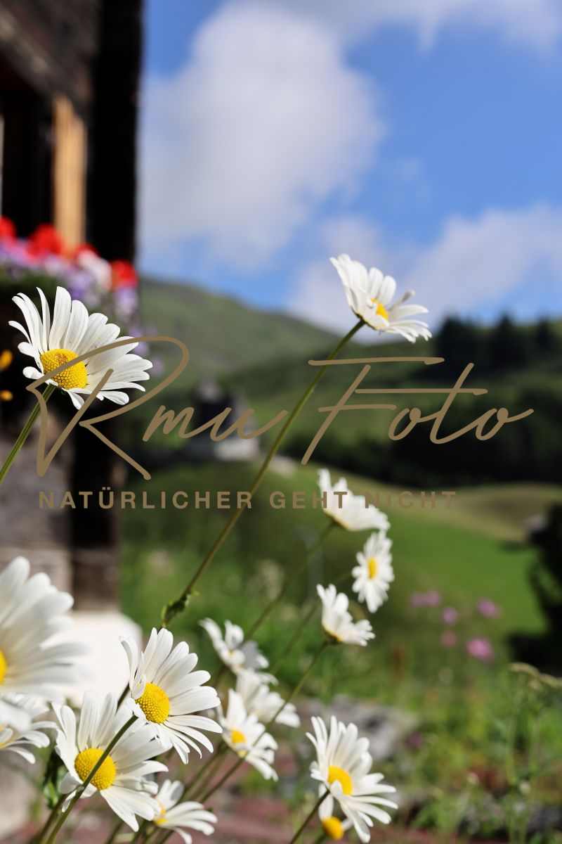 2P1A7571 Blume Margerite Graubünden 25