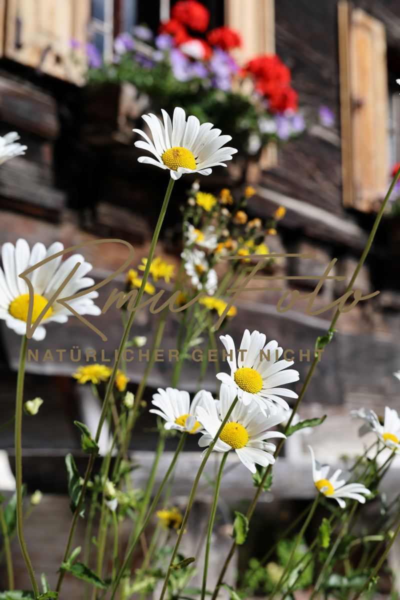 2P1A7578 Blume Margerite Graubünden 25