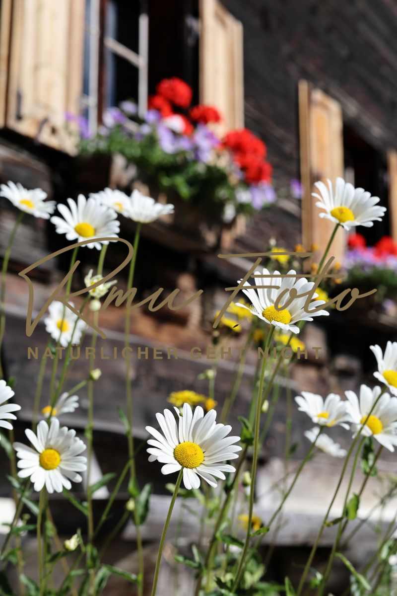 2P1A7580 Blume Margerite Graubünden 25