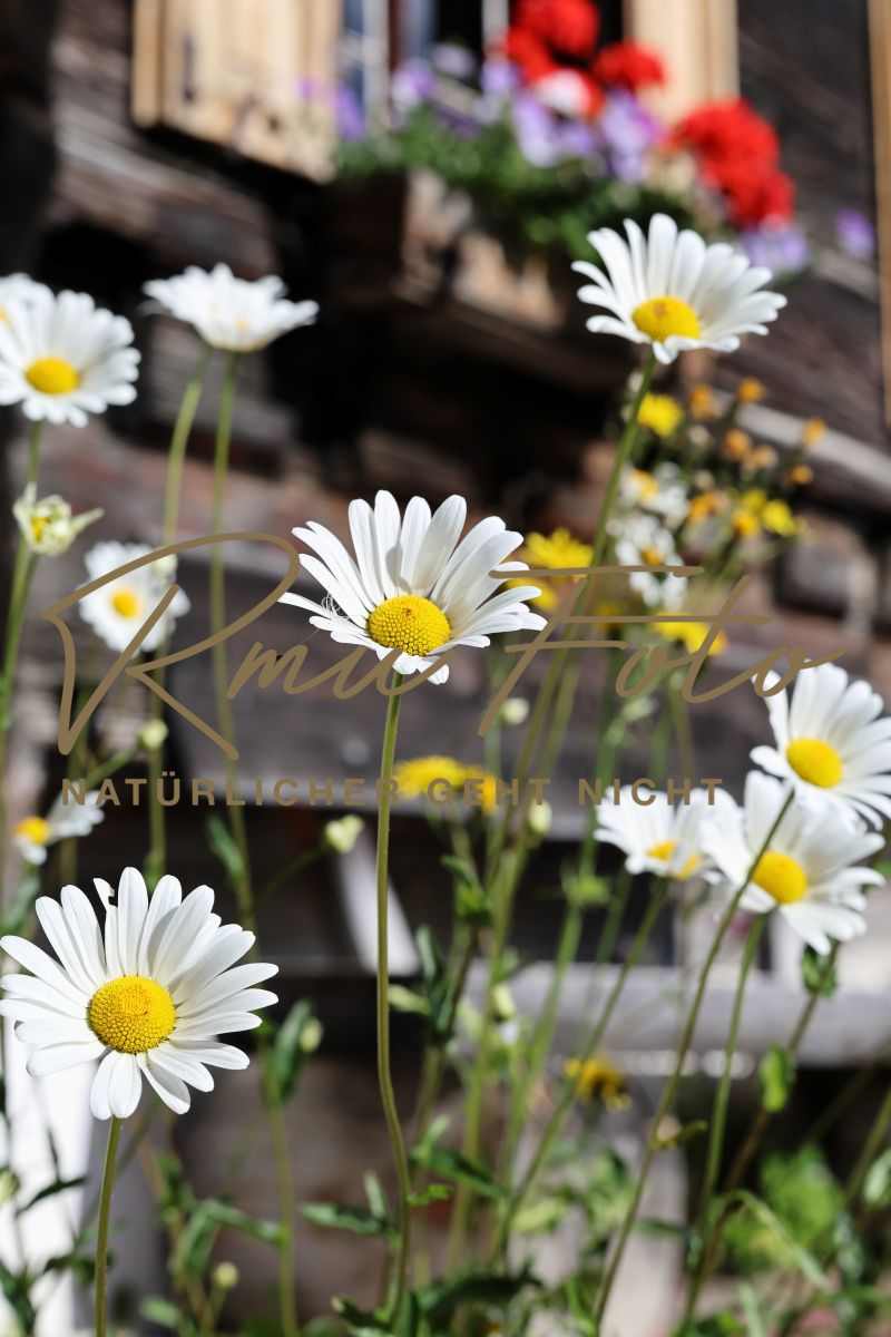 2P1A7581 Blume Margerite Graubünden 25