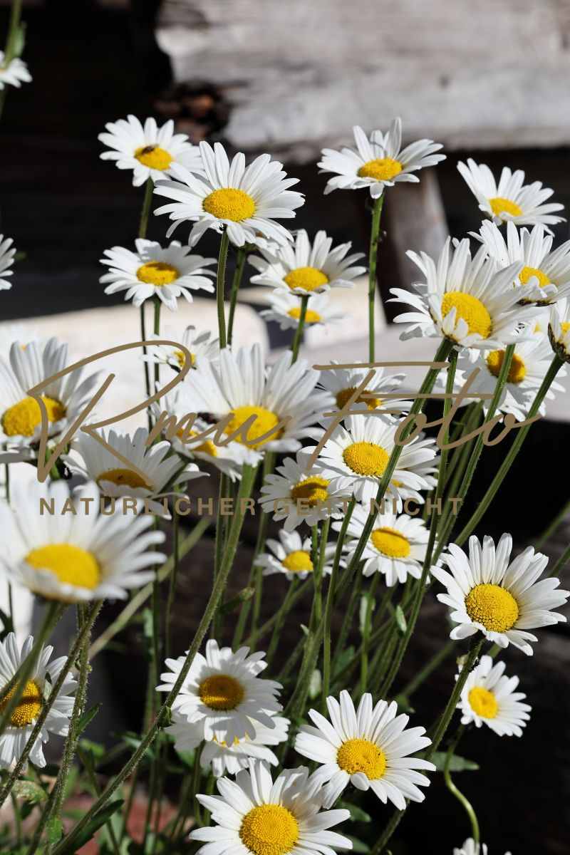 2P1A7584 Blume Margerite Graubünden 25