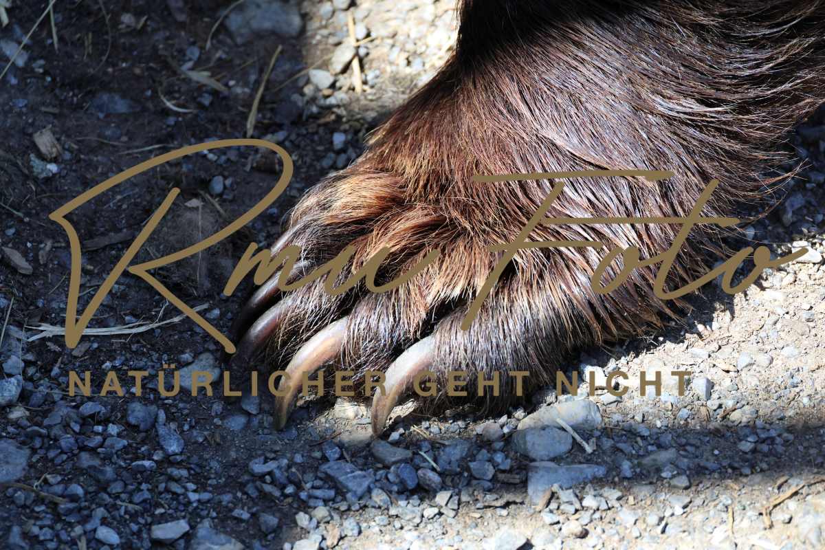 Bären Tatzen Pranke 2025