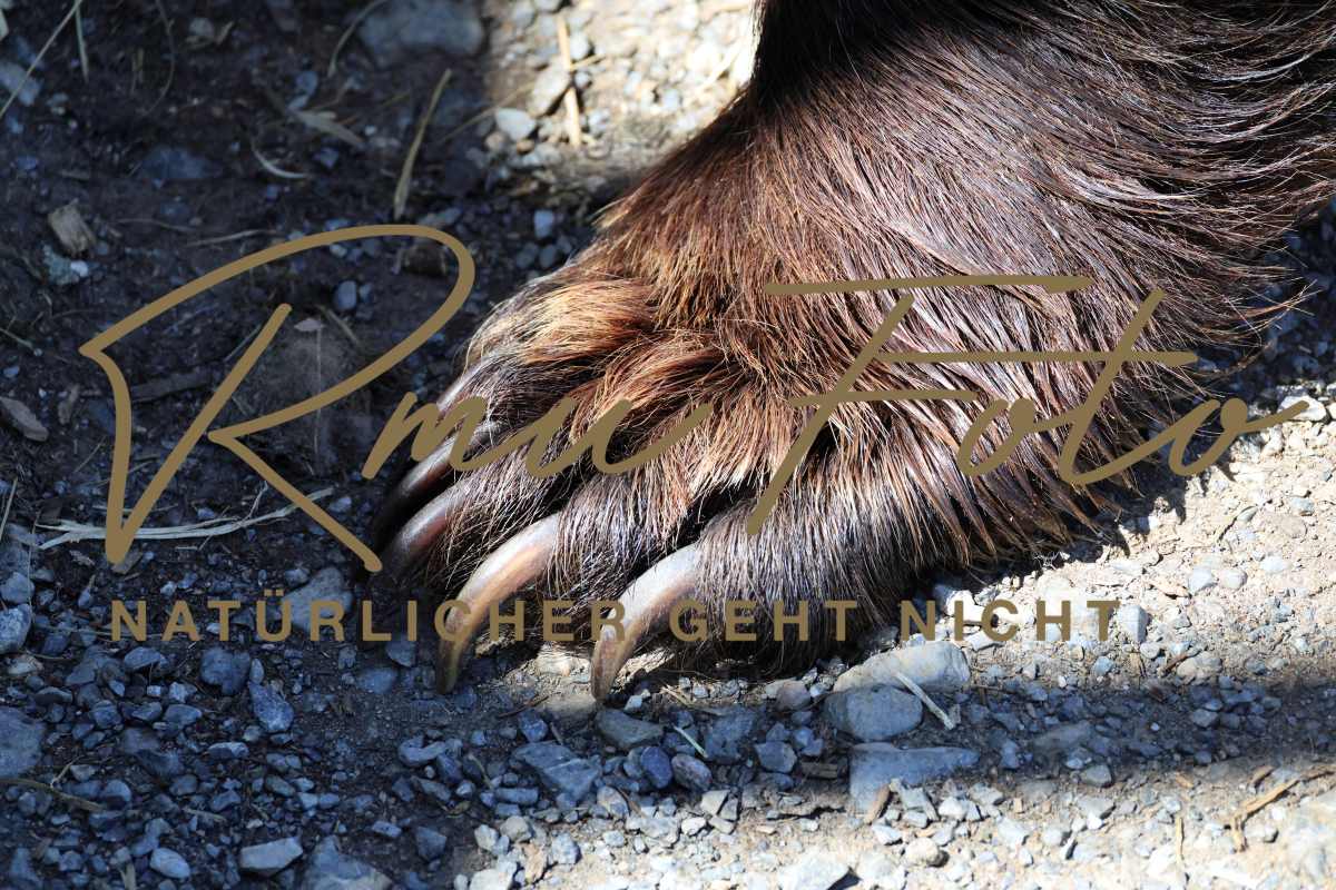 2P1A9352 Bären Tatzen Pranke 2025