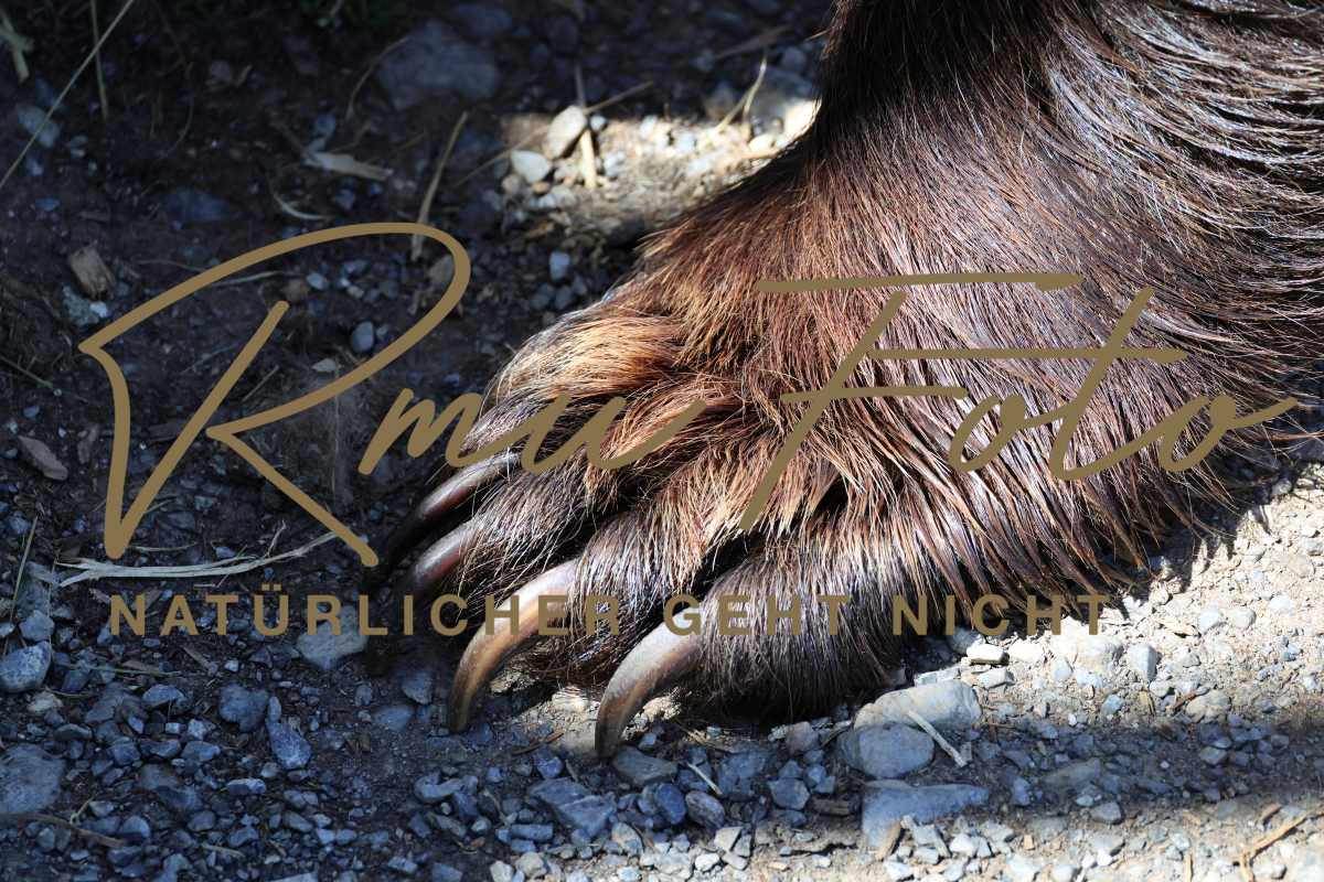 2P1A9355 Bären Tatzen Pranke 2025