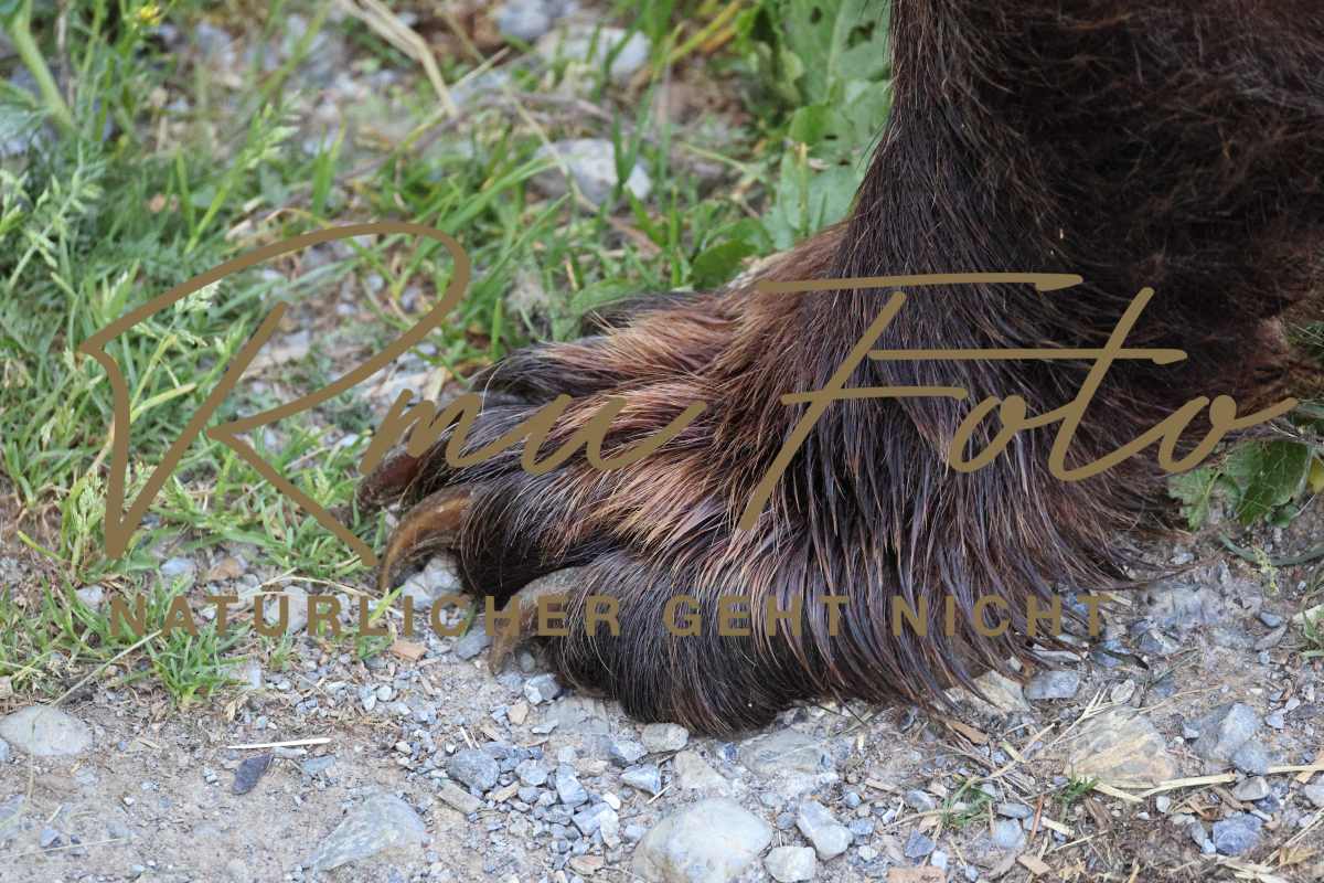 2P1A9363 Bären Tatzen Pranke 2025