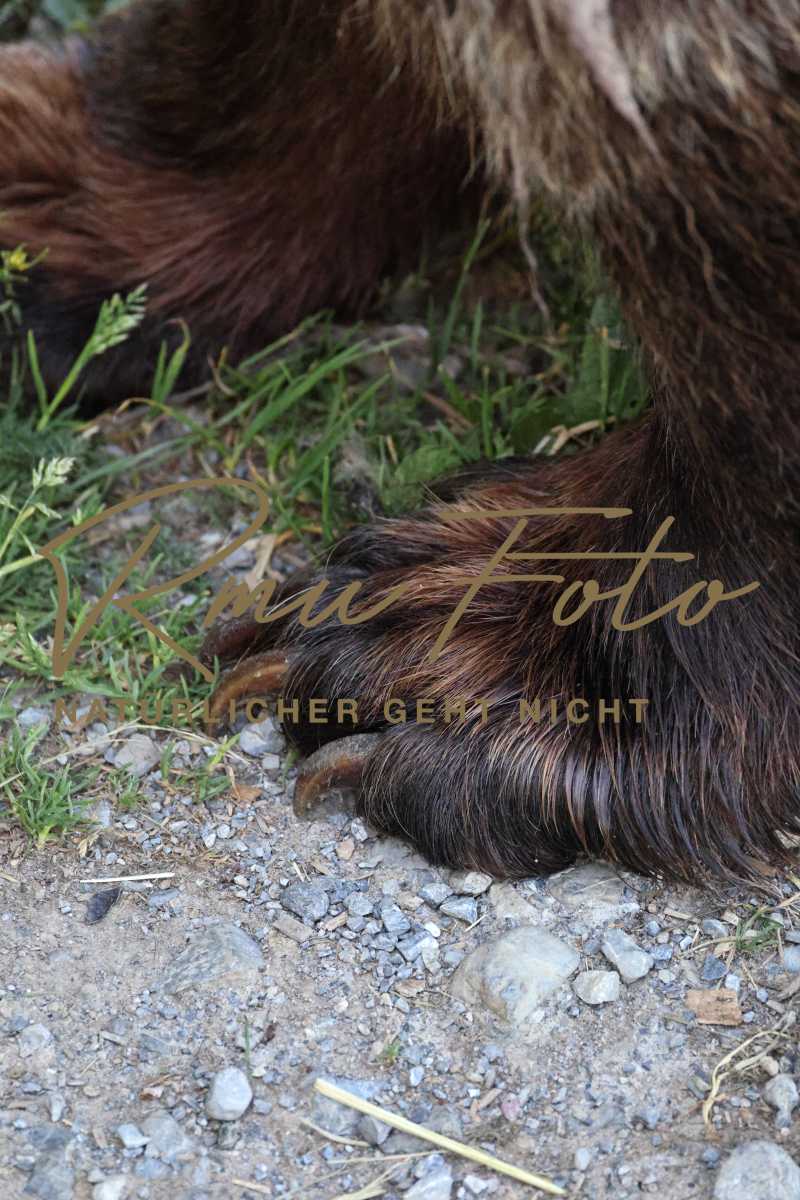 2P1A9366 Bären Tatzen Pranke 2025