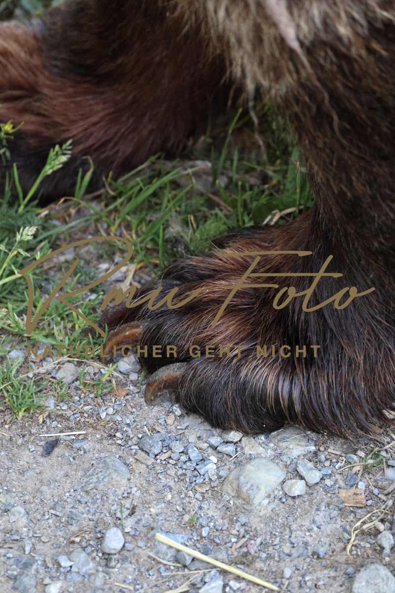 2P1A9367 Bären Tatzen Pranke 2025