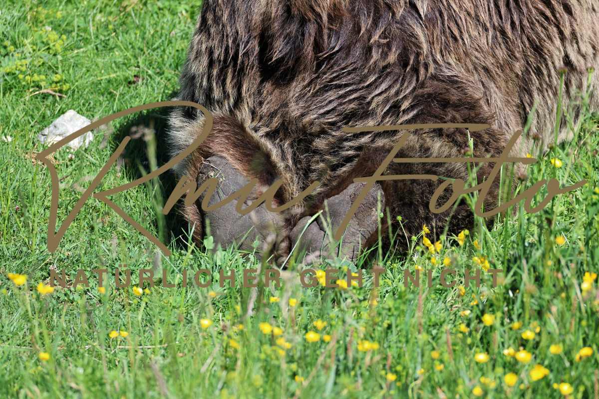 2P1A9372 Bären Tatzen Pranke 2025