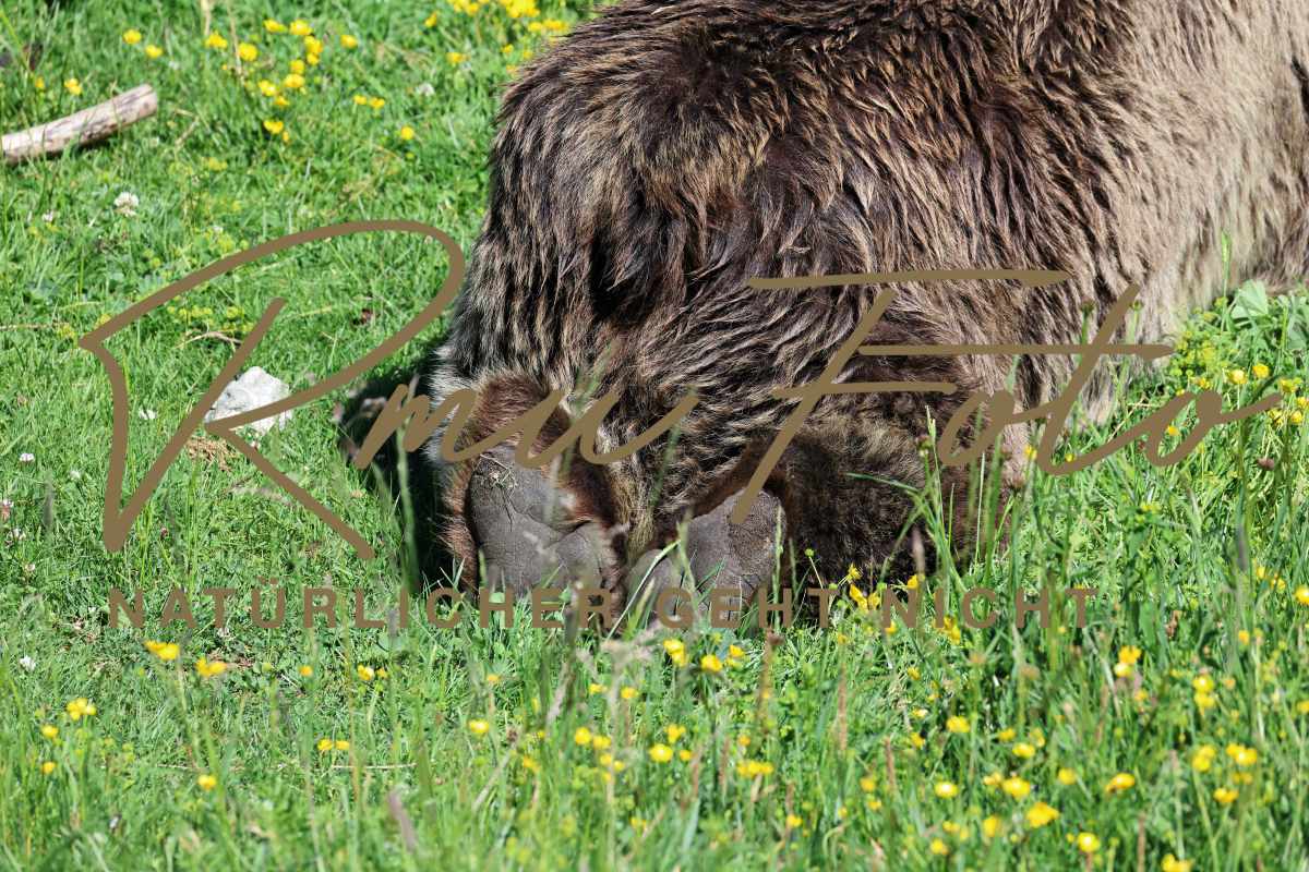 2P1A9376 Bären Tatzen Pranke 2025