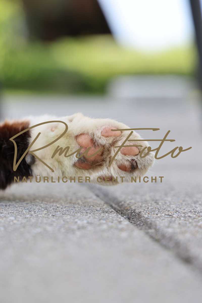 Katzen Pfoten 2025
