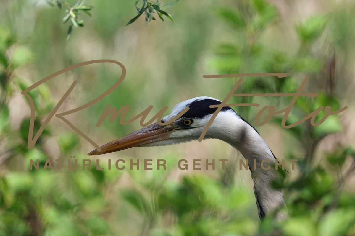 2025.05.02 Fischreiher Graureiher