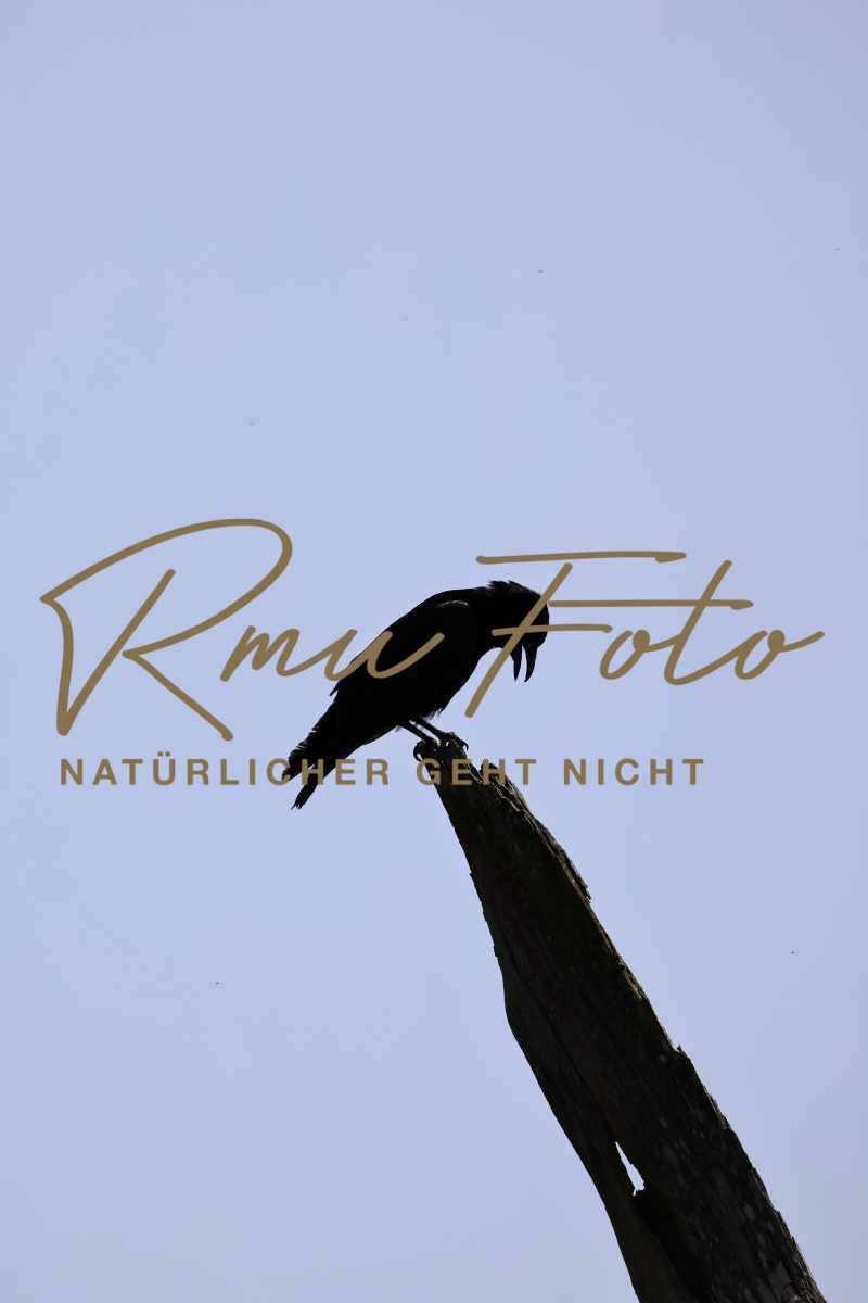 2P1A6188 Krähe Belp 25