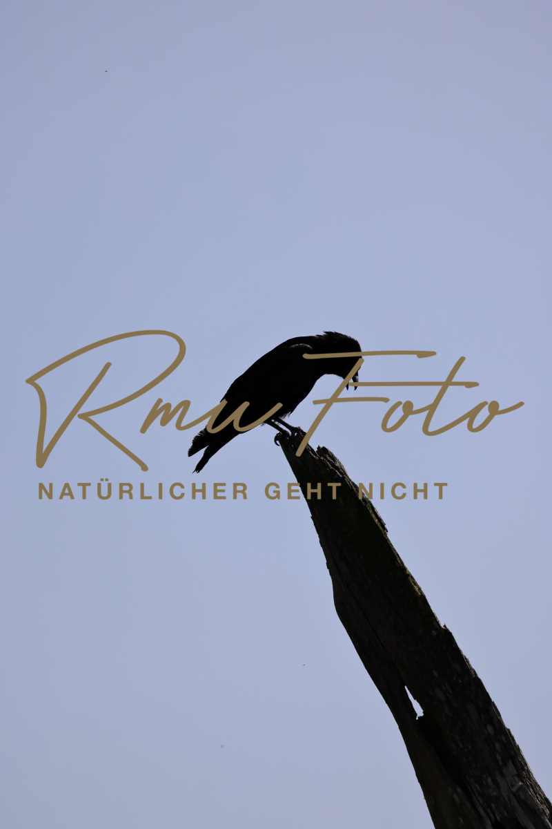 2P1A6190 Krähe Belp 25