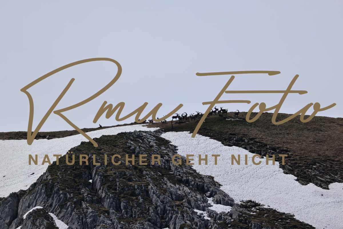 2025.05.31 Steinböcke Seehore Steinbock