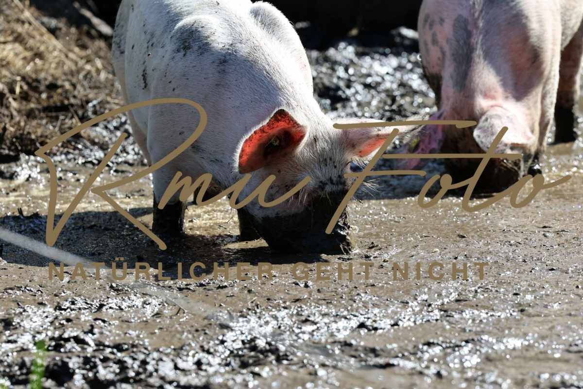 2025.06.28 Schweine Aeschi Ried