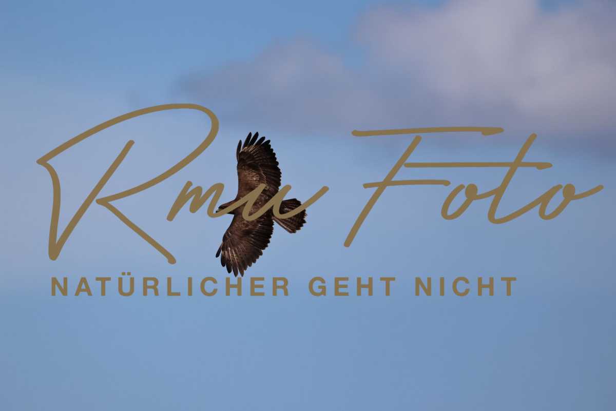 2025.07.09 Mäusebussard Greifvogel