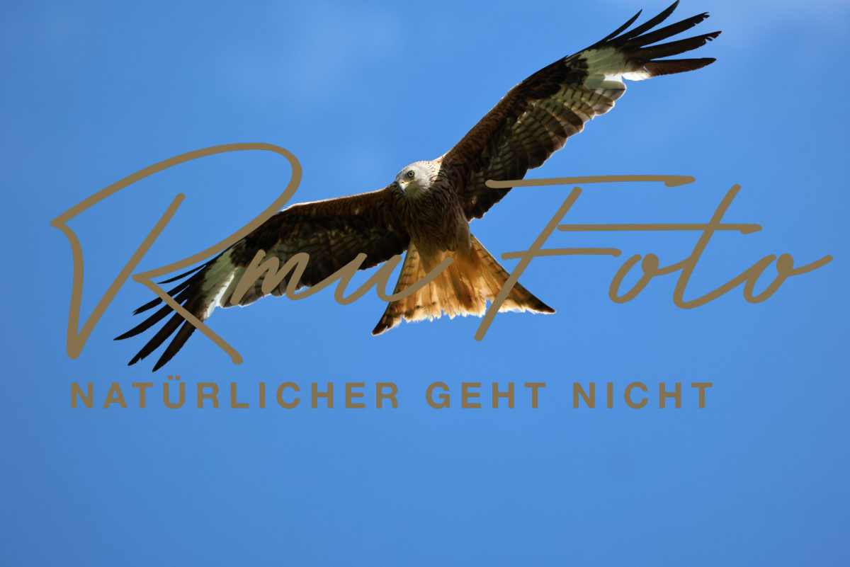 2025.07.09 Milan Alpen Greifvogel