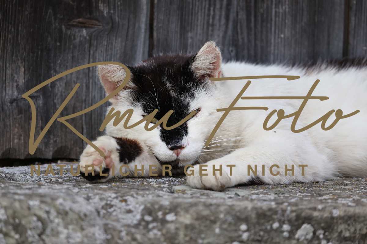 2025.07.12 Katze Zorro