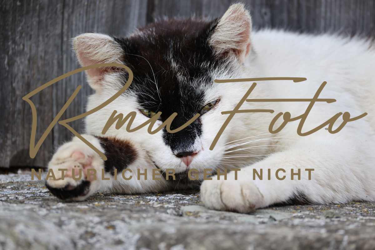 2P1A5038 Katze Zoro 25