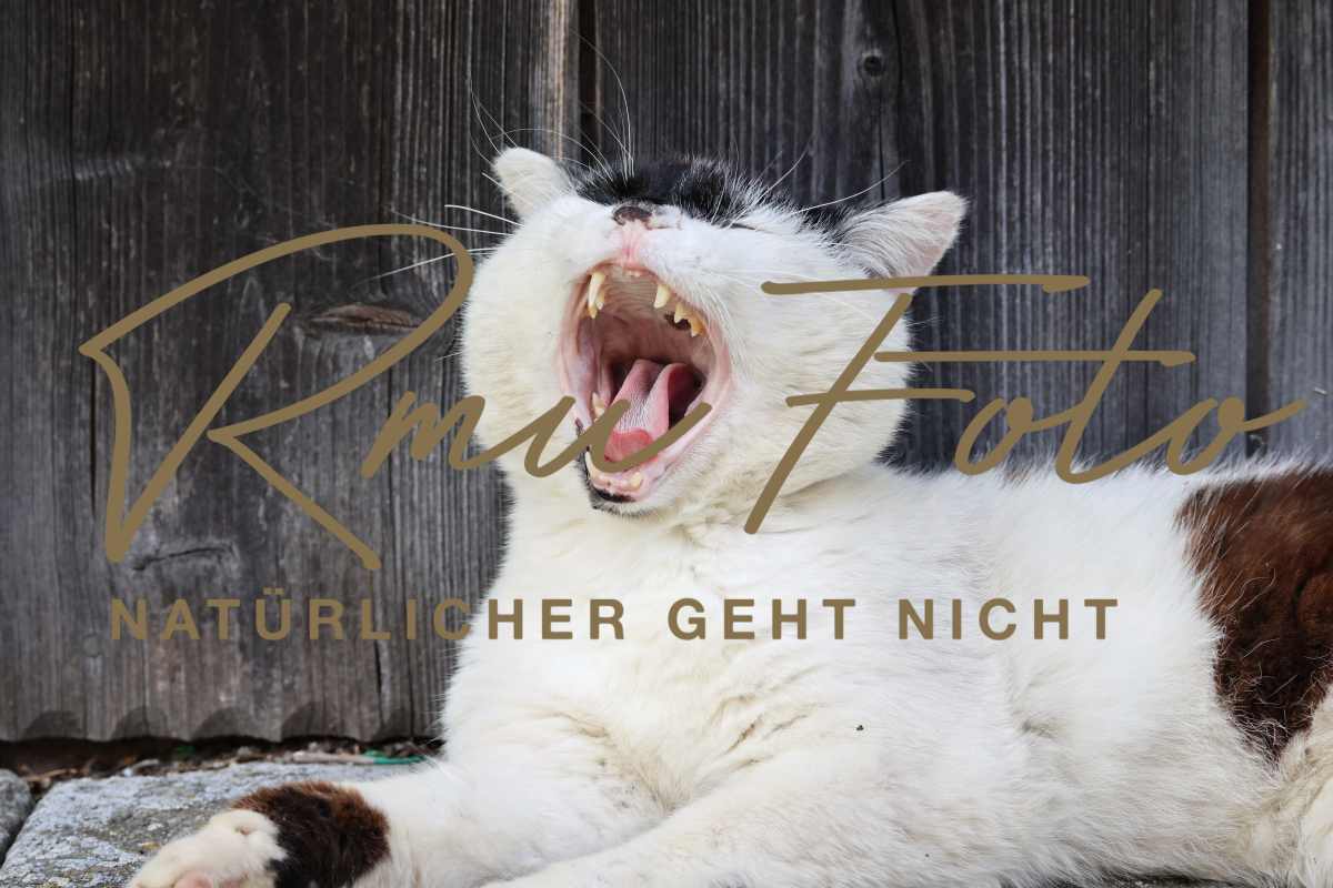 2P1A5354 Katze Zoro 25