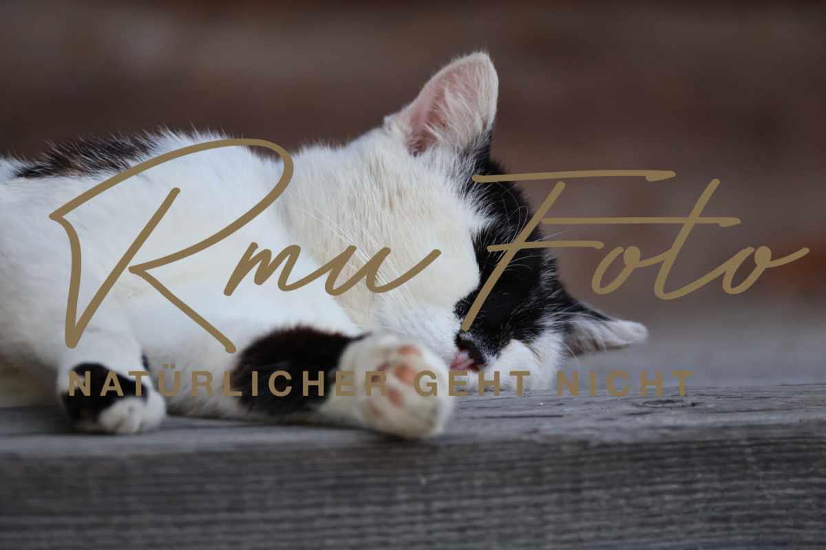 2P1A7188 Katze Zoro 25