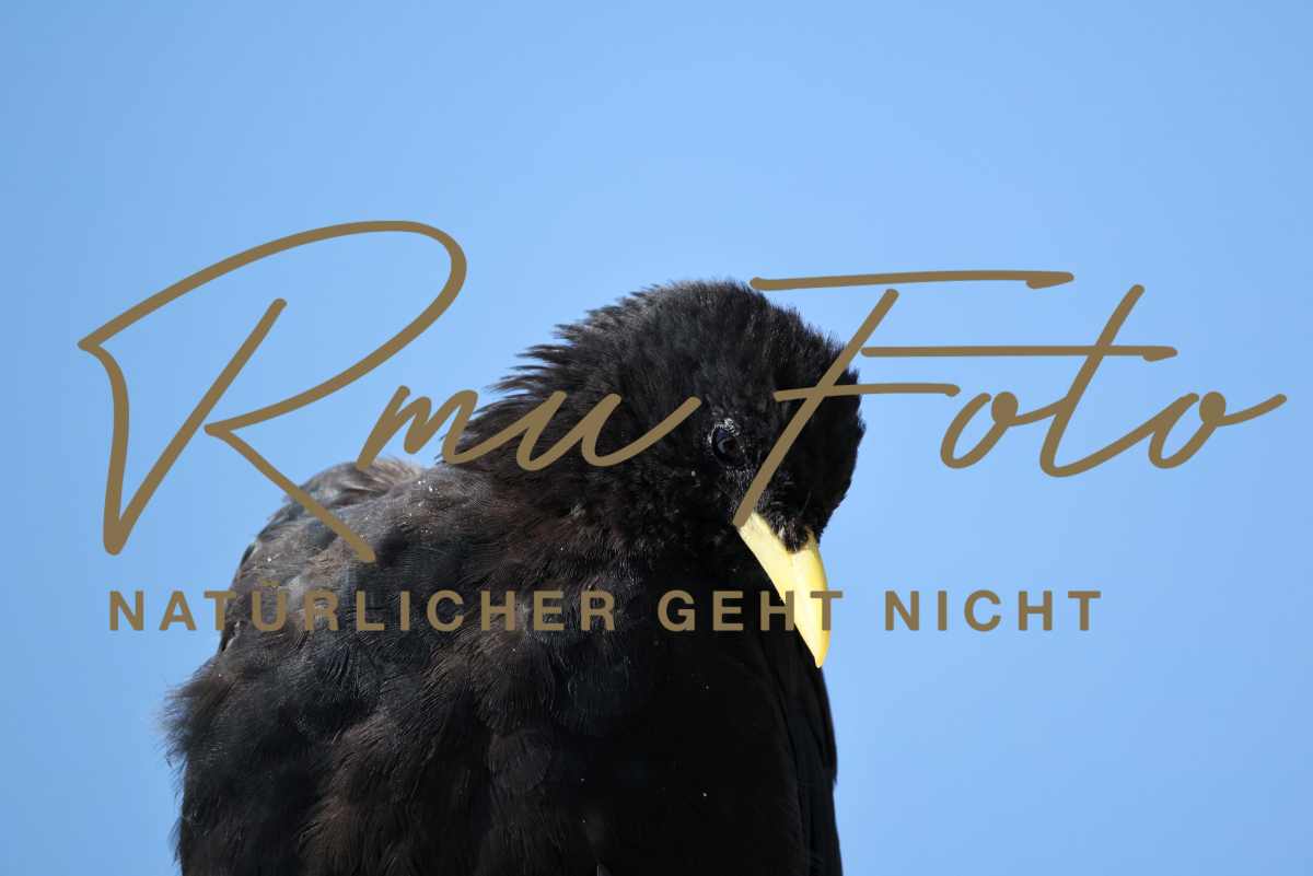 2025.08.15 Berg Dole Jungfraujoch