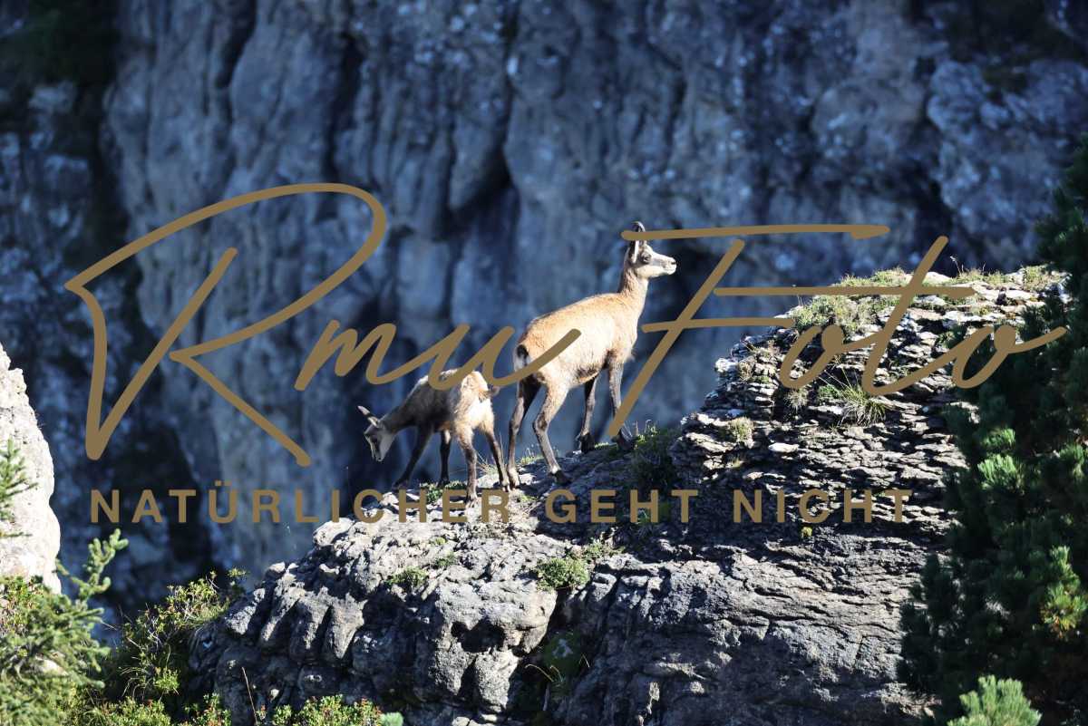 2025.08.25 Gams mit Jungem