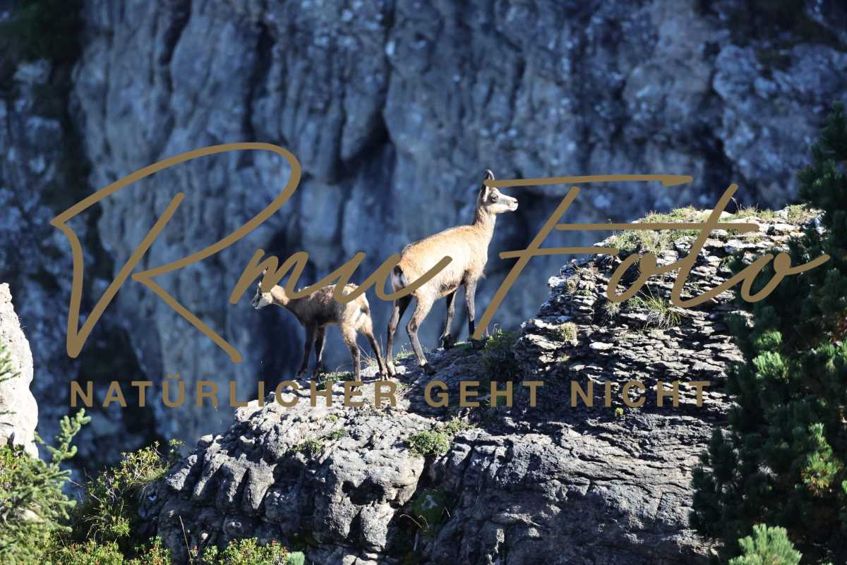 2P1A6026 Gams mit Jungem Niederhorn 2025