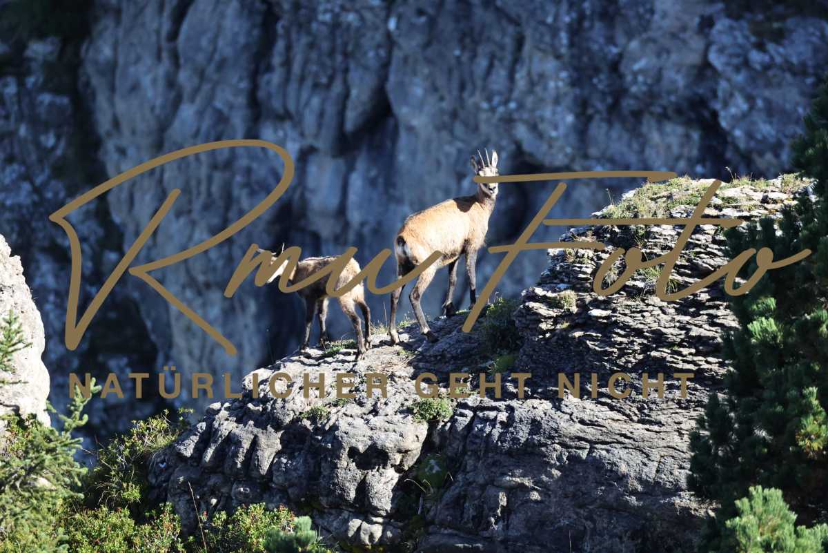 2P1A6027 Gams mit Jungem Niederhorn 2025