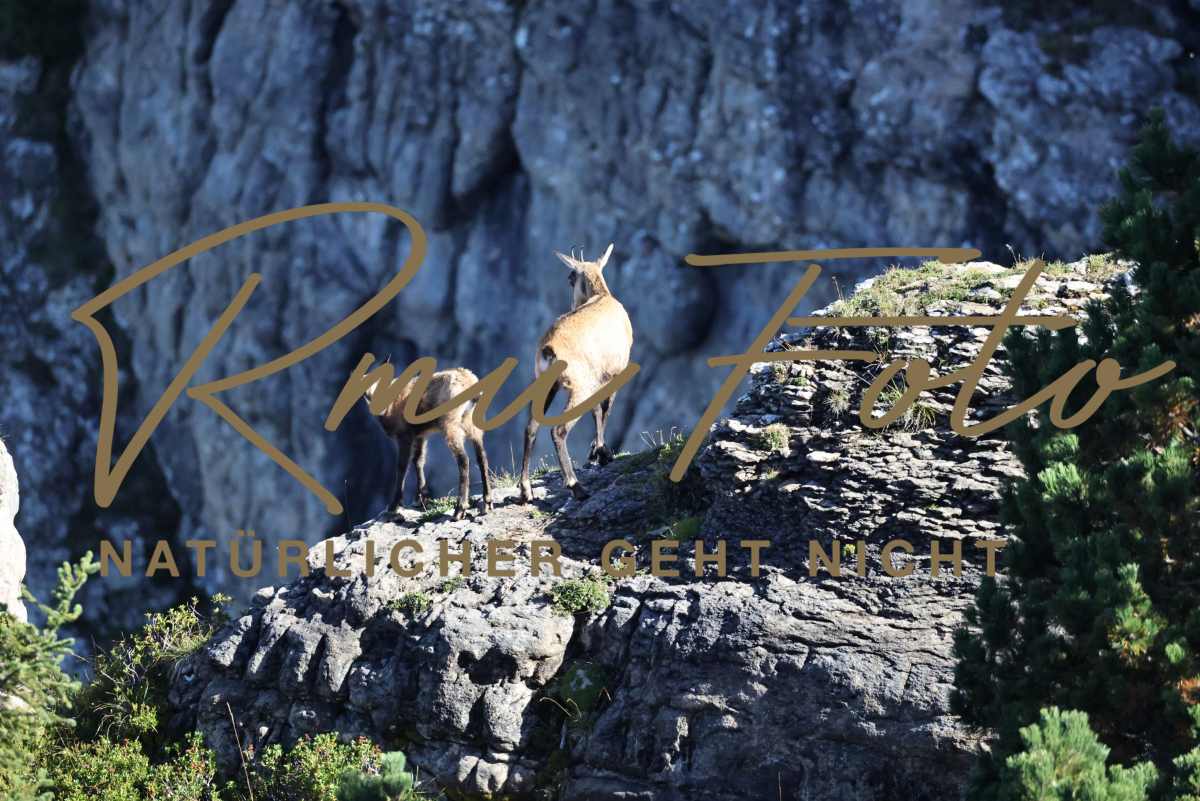 2P1A6029 Gams mit Jungem Niederhorn 2025