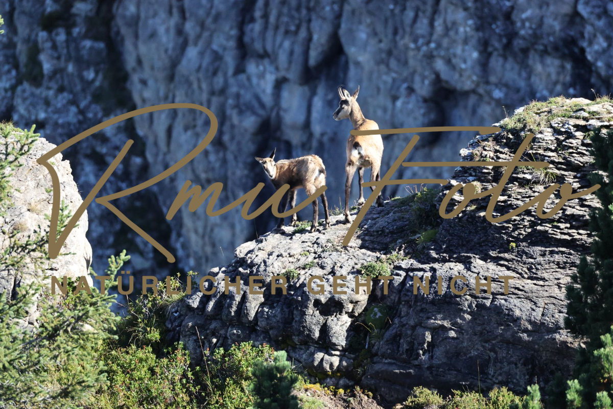 2P1A6030 Gams mit Jungem Niederhorn 2025