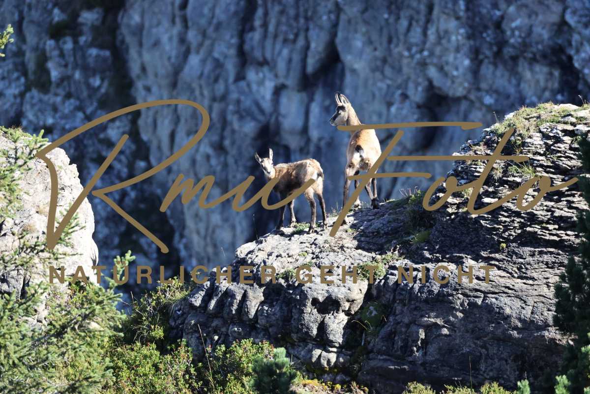 2P1A6031 Gams mit Jungem Niederhorn 2025