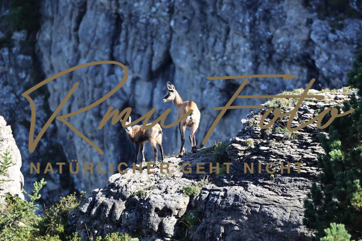 2P1A6032 Gams mit Jungem Niederhorn 2025