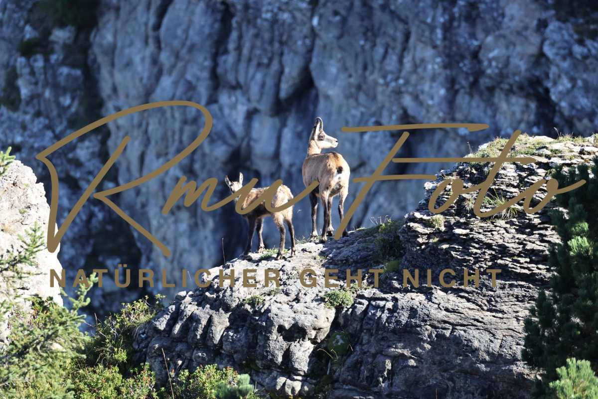 2P1A6034 Gams mit Jungem Niederhorn 2025