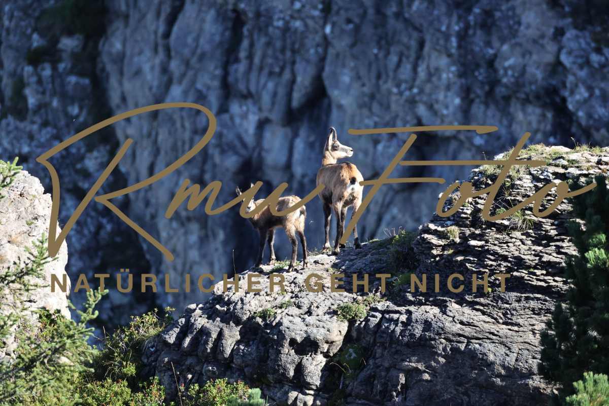 2P1A6035 Gams mit Jungem Niederhorn 2025