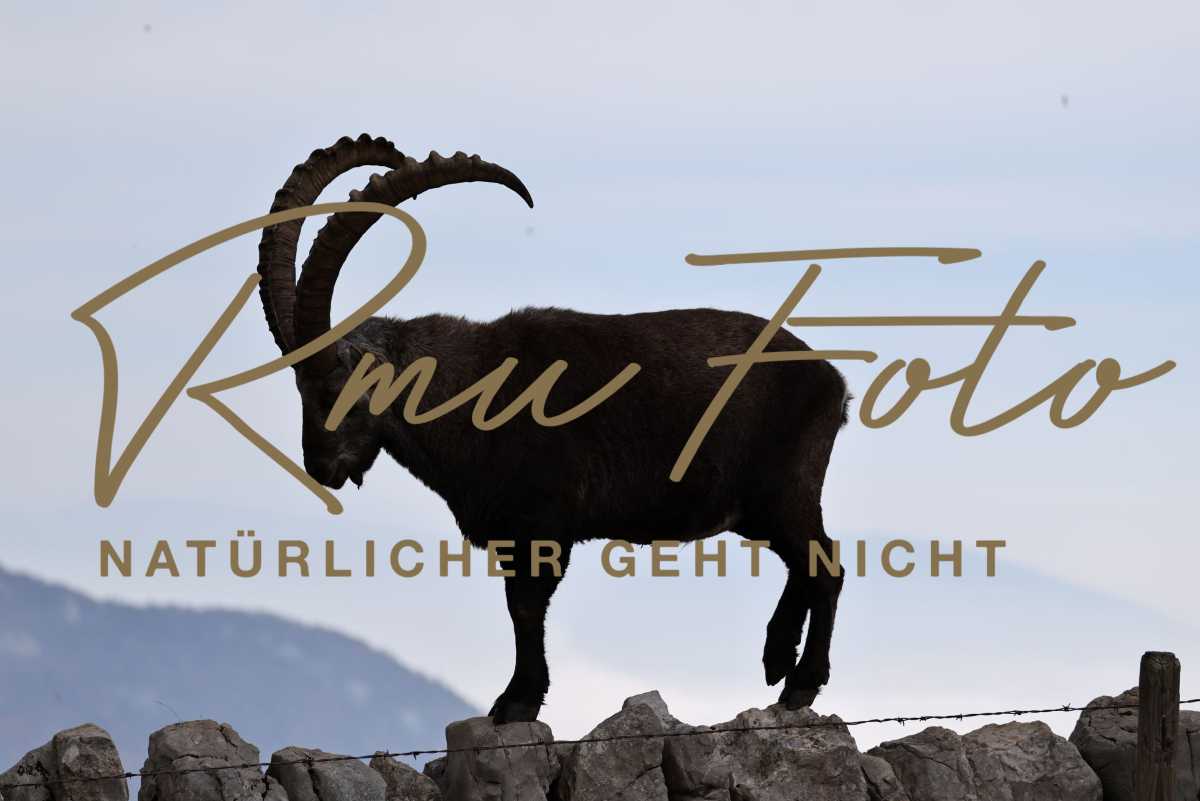 2025.10.19 Steinbock Creux du Van