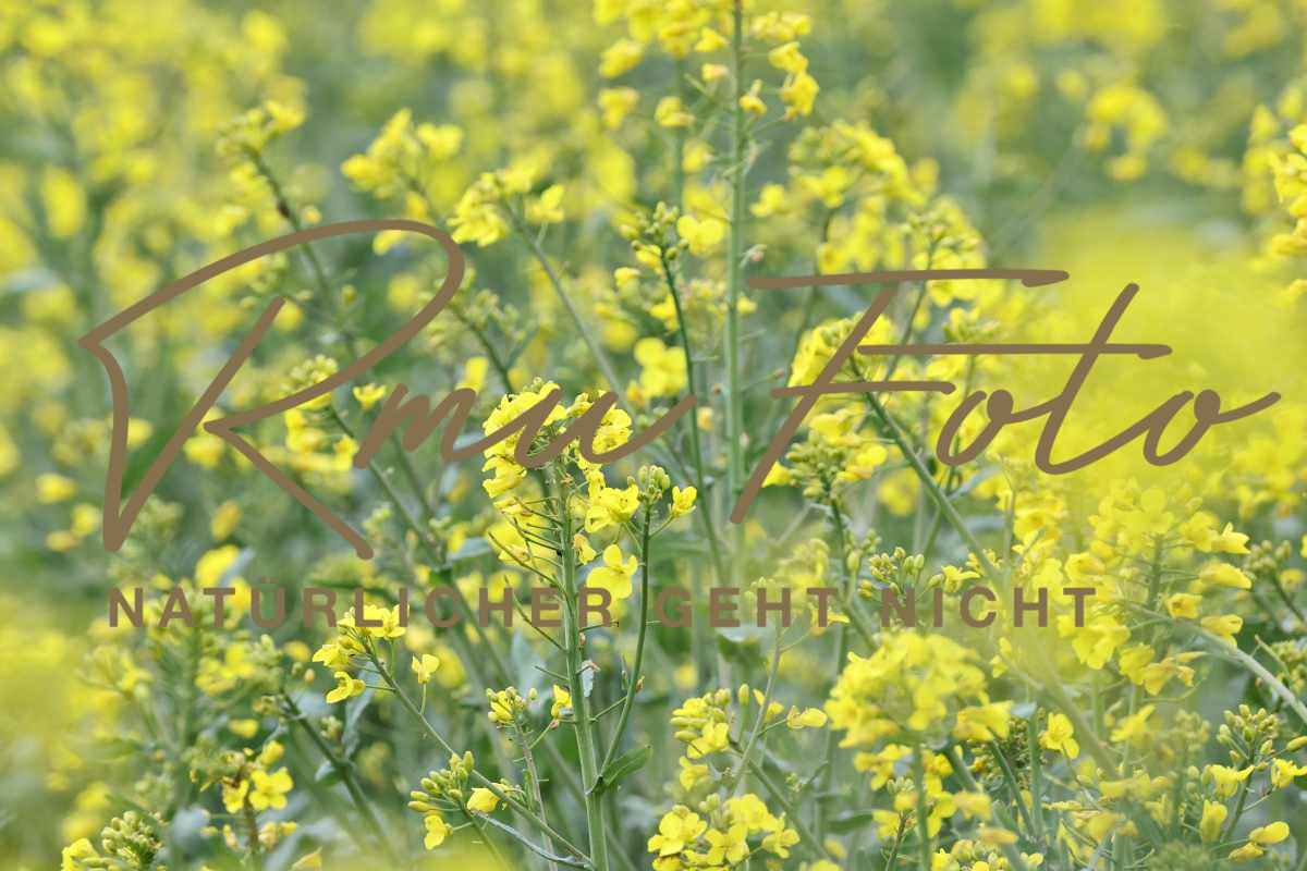 2P1A3038 Raps Reps Lewat  Rpsöl Belp 25