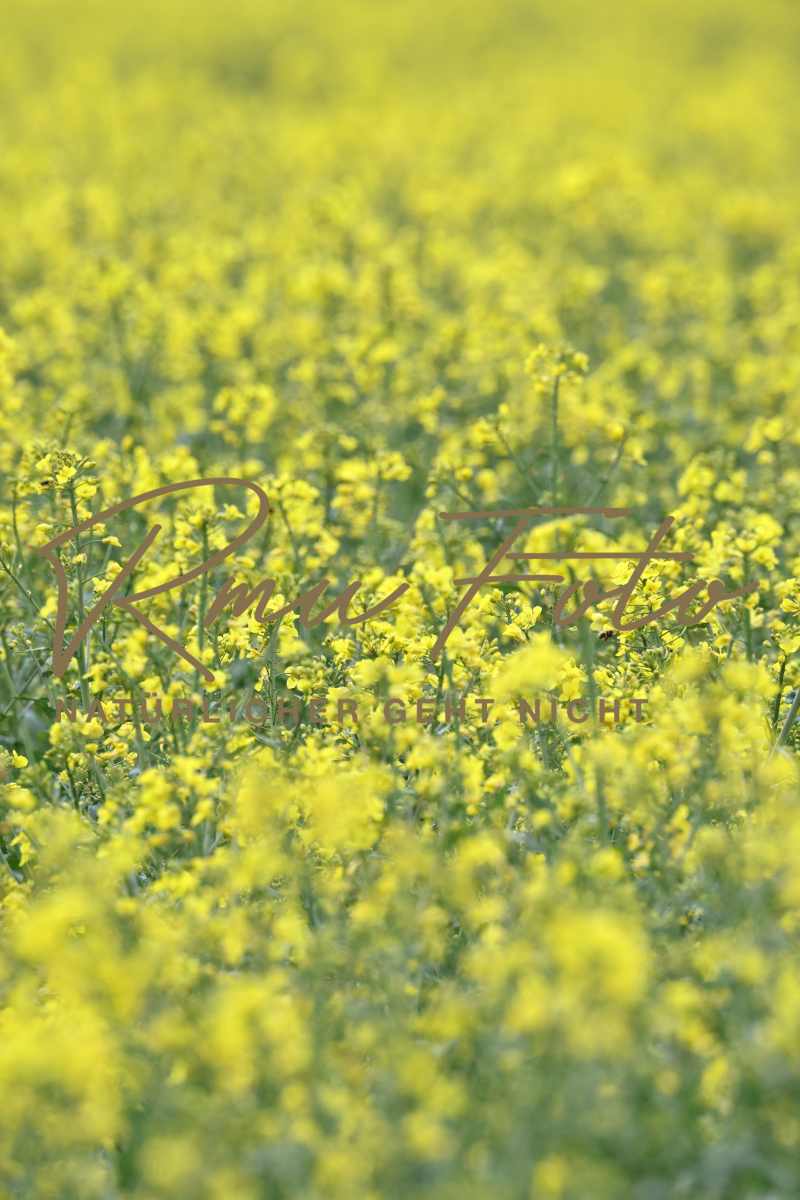 2P1A3074 Raps Reps Lewat  Rpsöl Belp 25